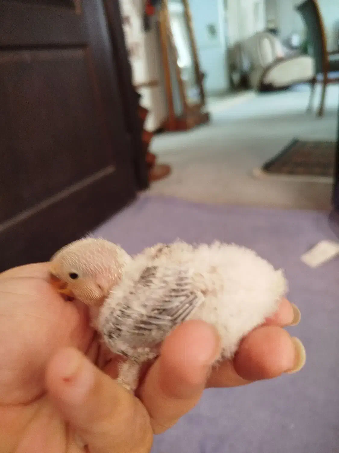 طوطی کوتوله برزیلی سرلاکی|پرنده|صدرا-فارس, فاز ۲|دیوار