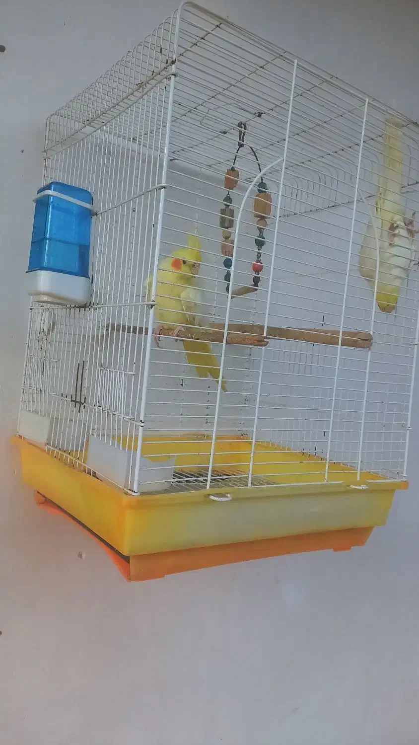 طوطی عروس جفت|پرنده|کوچصفهان, |دیوار