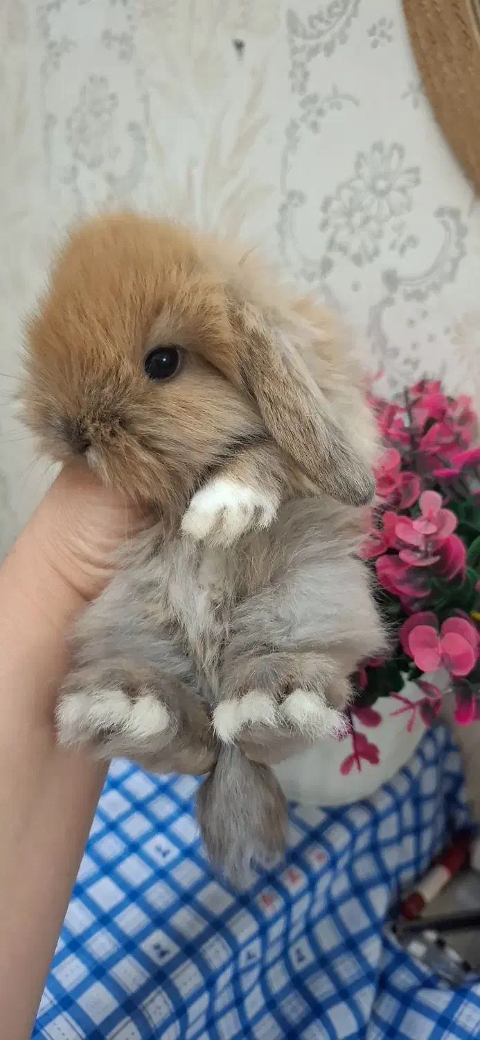 خرگوش لوپ|موش و خرگوش|اهواز, نادری|دیوار