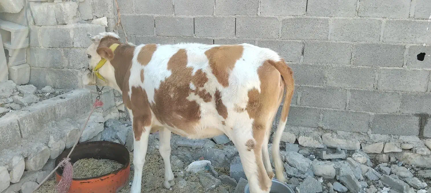 فروش گوساله ماده|حیوانات مزرعه|اسیر, |دیوار