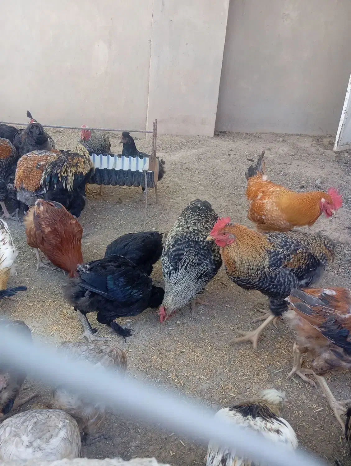 خروس و اردک|حیوانات مزرعه|فریمان, |دیوار