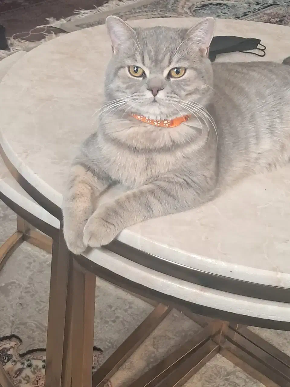 گربه|گربه|مهریز, |دیوار