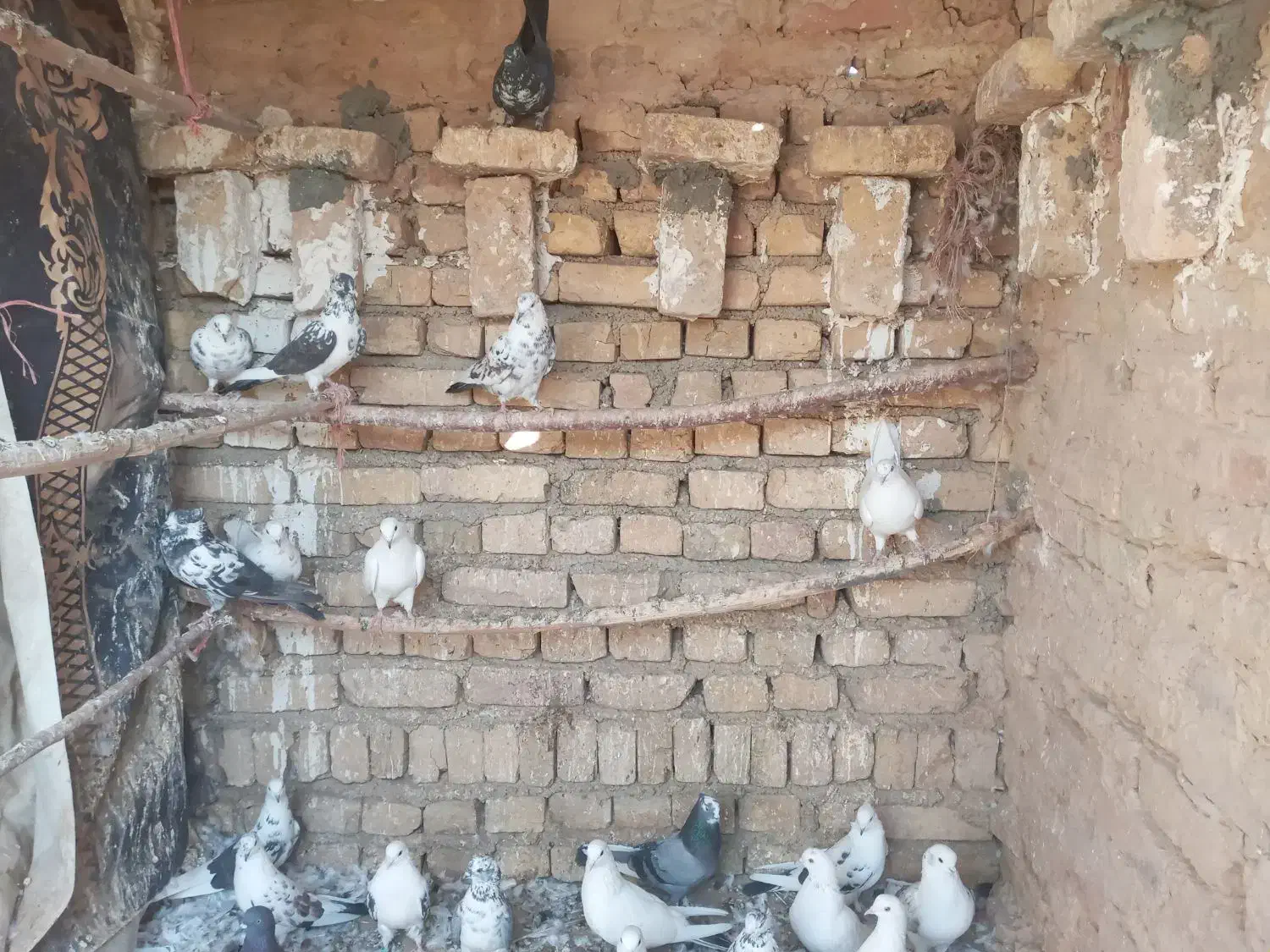 کبوتر‌|پرنده|جوادآباد, |دیوار