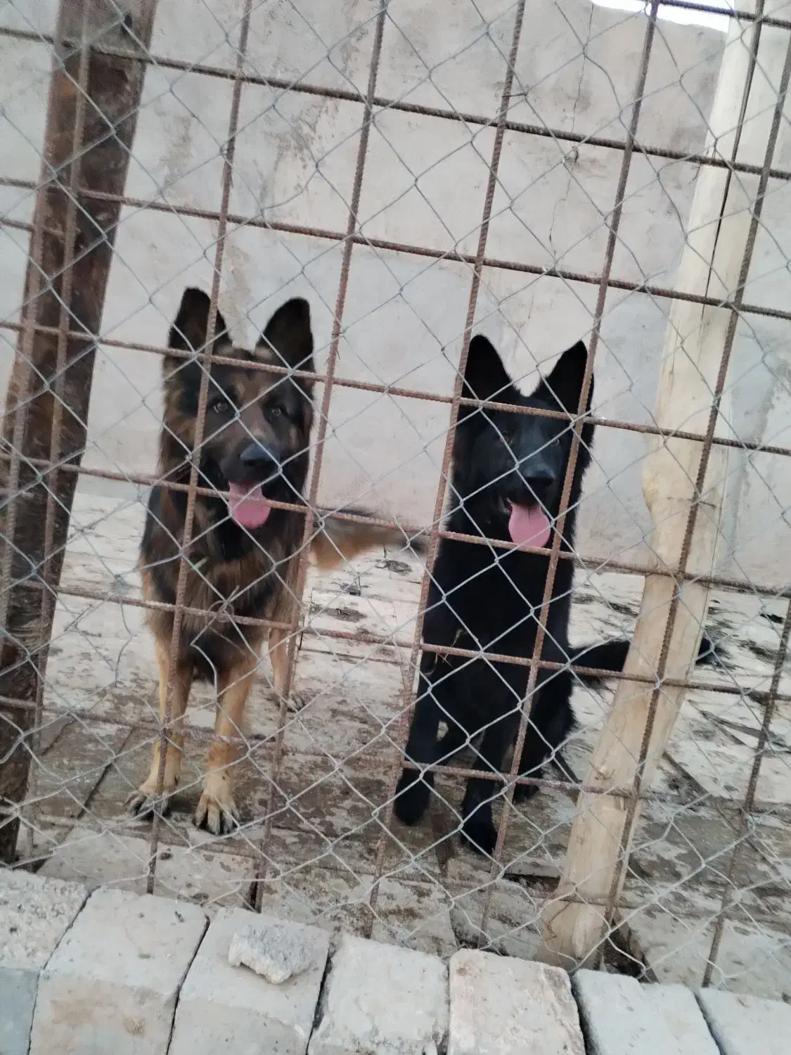 سگ ژرمن قشنگ|سگ|بجنورد, |دیوار