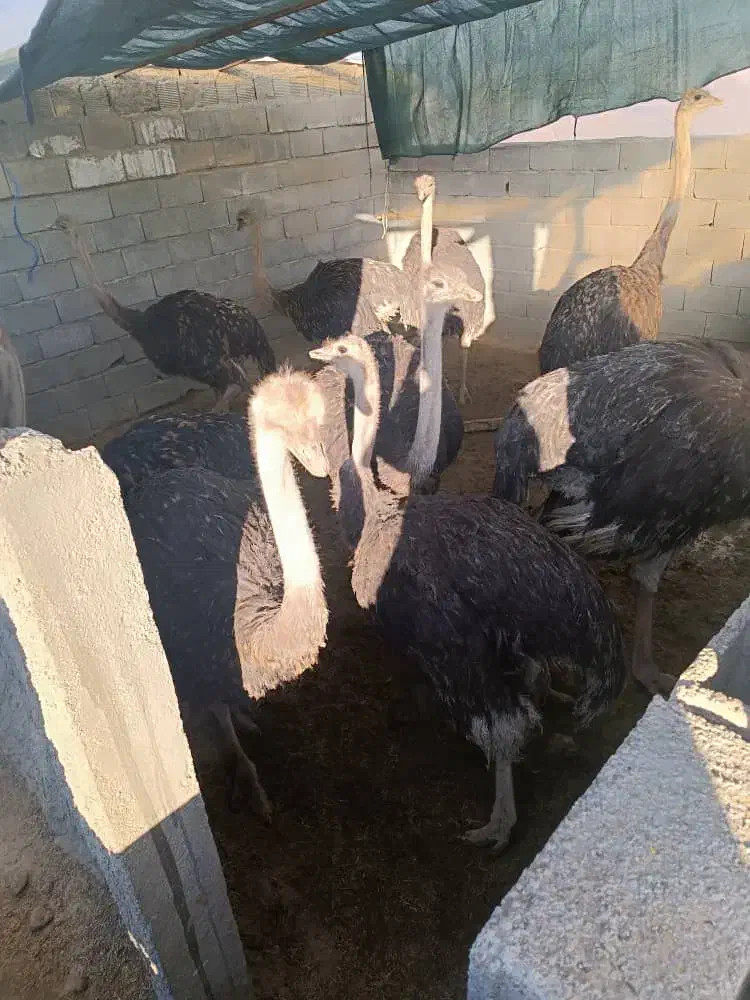 فروش شترمرغ پروار|حیوانات مزرعه|الیگودرز, |دیوار