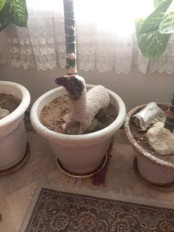 این گل از ۳ سال دارم دیگه نمیخوامش|گل و گیاه طبیعی|تهران, سردارجنگل|دیوار