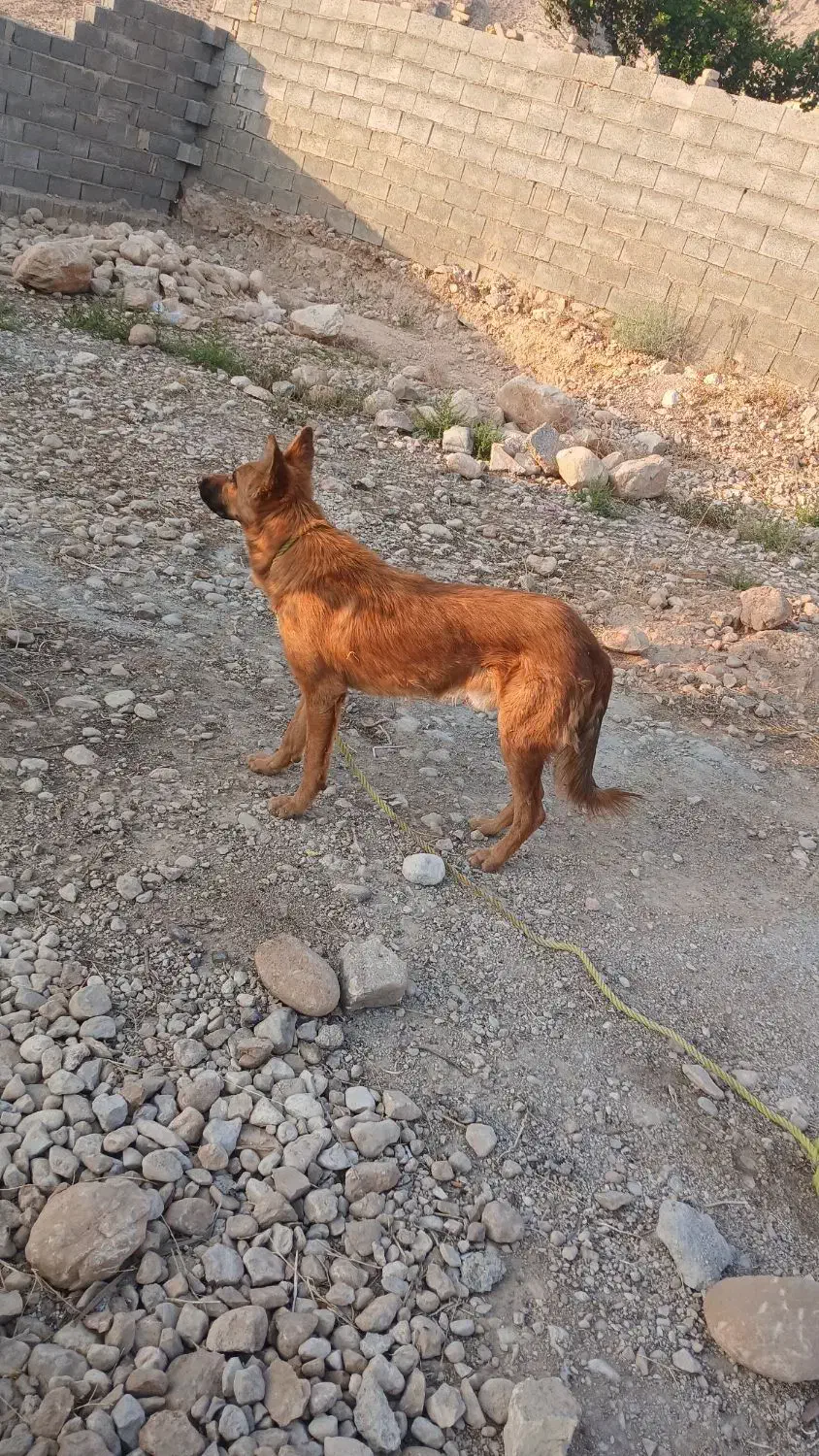 فروش سگ نگهبان یک ساله|سگ|فیروزآباد (فارس), |دیوار