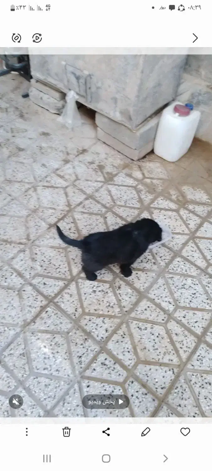 توله سگ ماده قدریجونی|سگ|بروجرد, |دیوار