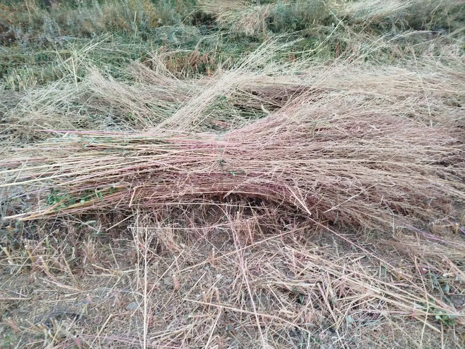 جارو|لوازم نظافت|نهاوند, |دیوار