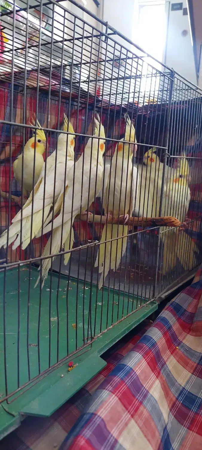 عروس هلندی|پرنده|بروجرد, |دیوار