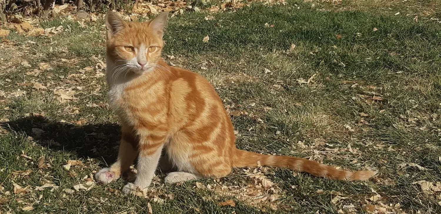 سرپرستی ازگربه|گربه|اراک, |دیوار