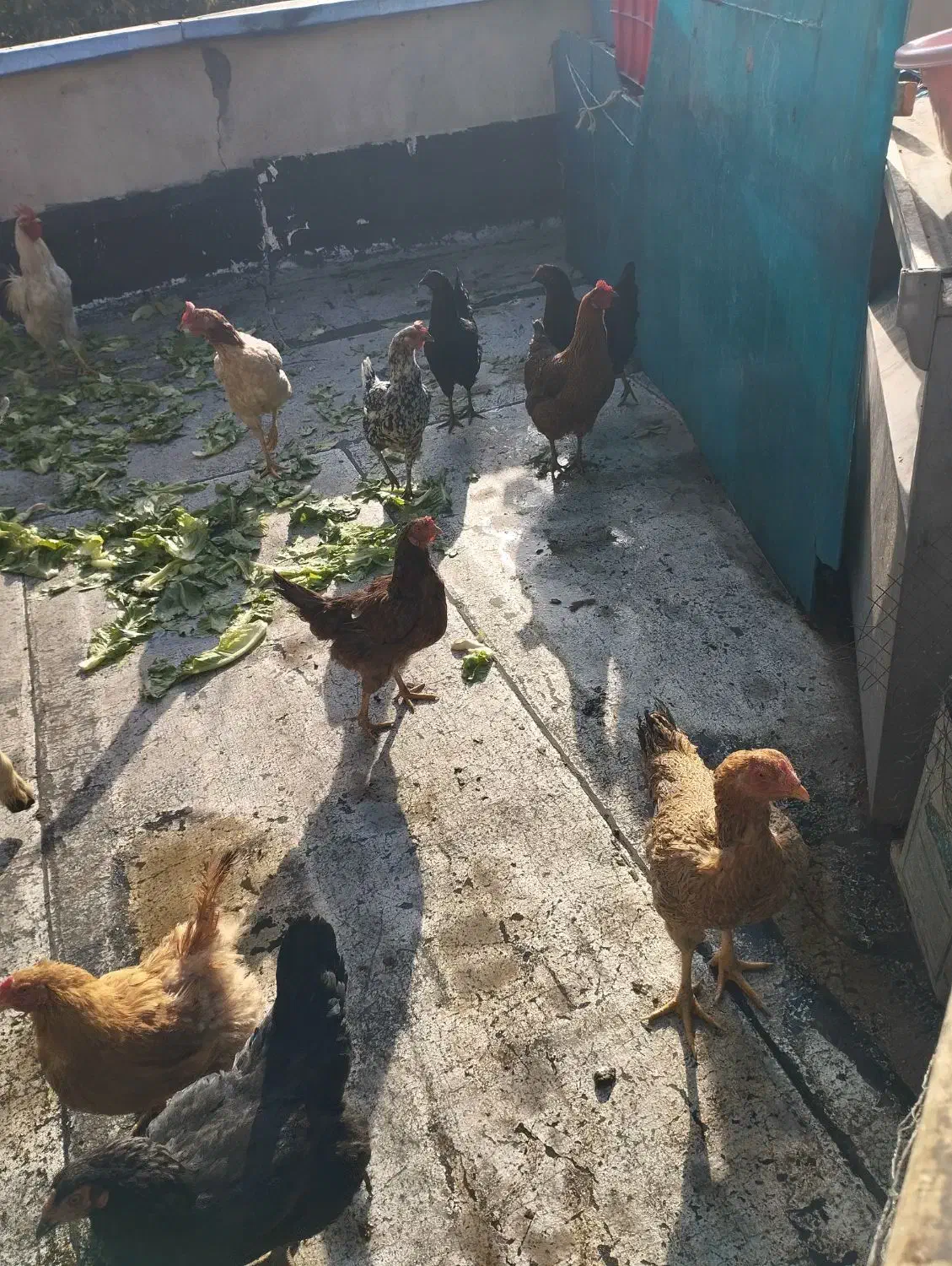 مرغ و خروس فروشی|حیوانات مزرعه|تهران, بازار|دیوار