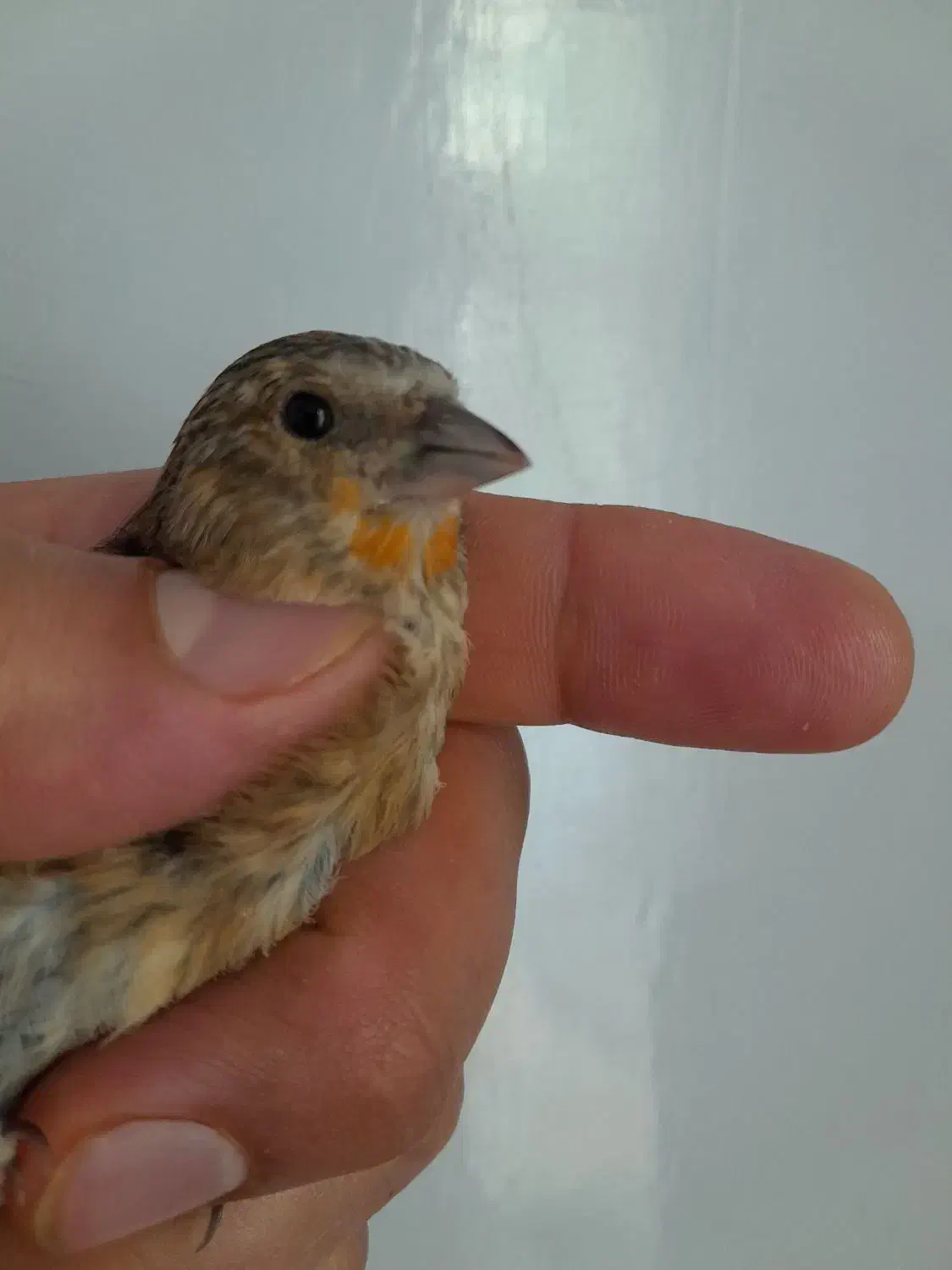 سهره قناری دهندار|پرنده|همدان, |دیوار