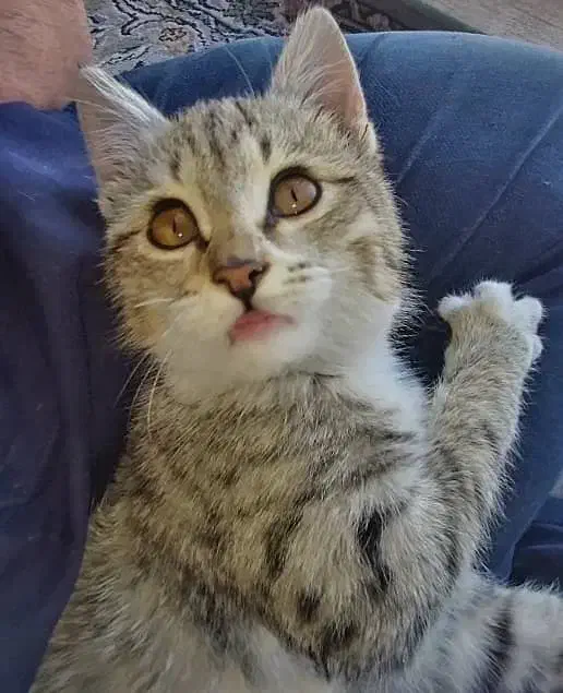 گربه|گربه|کرج, اتحاد|دیوار