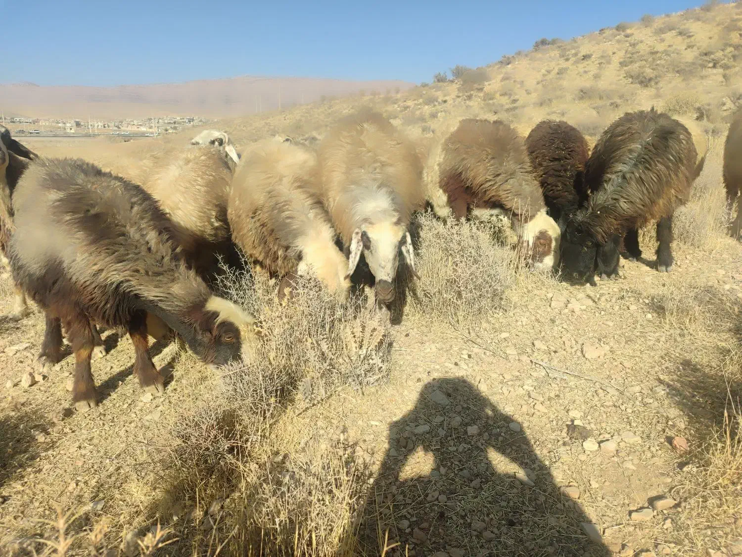 میش داشتی|حیوانات مزرعه|ارژن, |دیوار