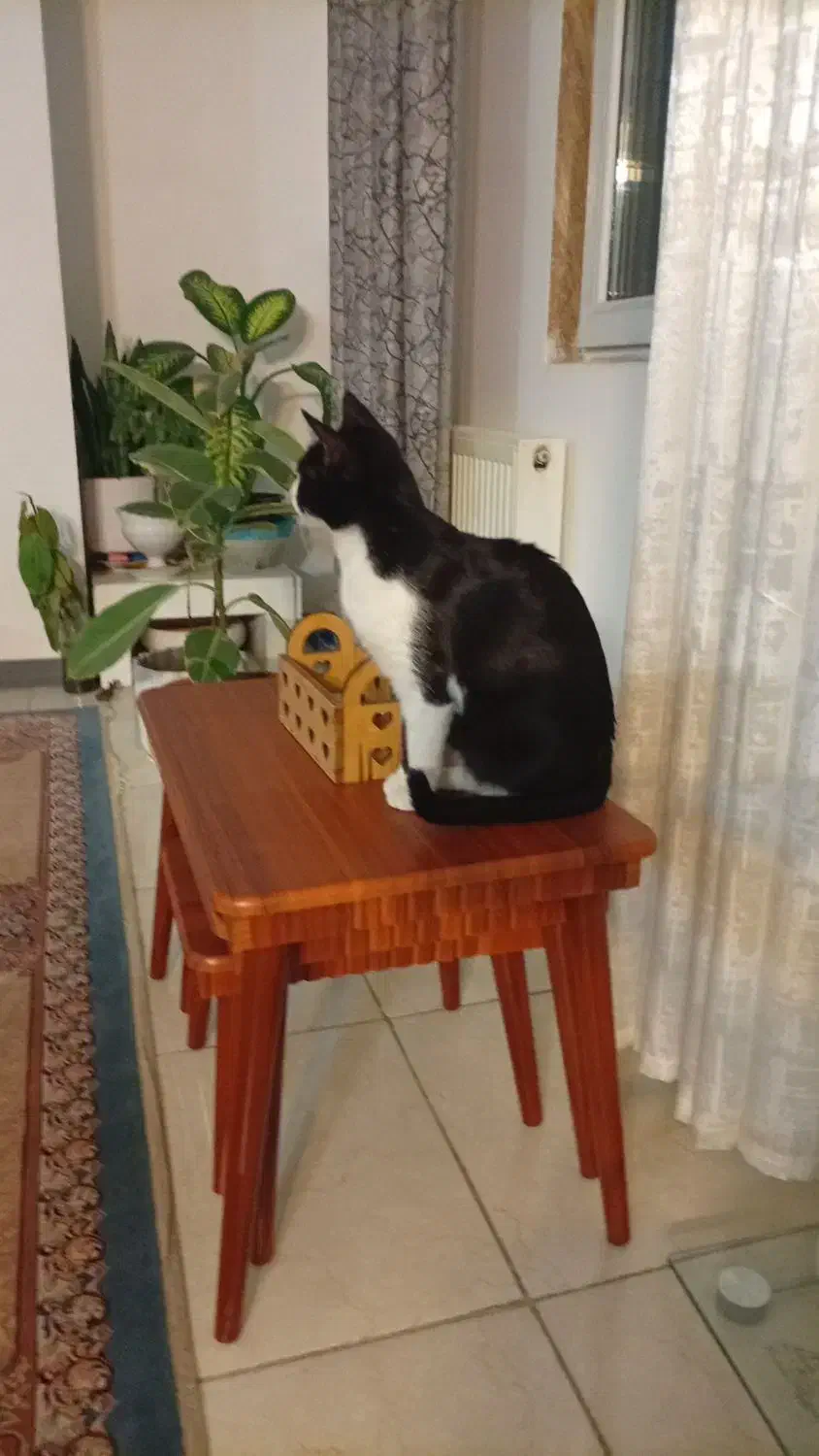 واگذاری گربه|گربه|محمدشهر, ولدآباد|دیوار