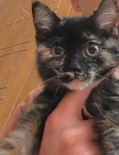 واگذاری بچه گربه|گربه|یزد, |دیوار