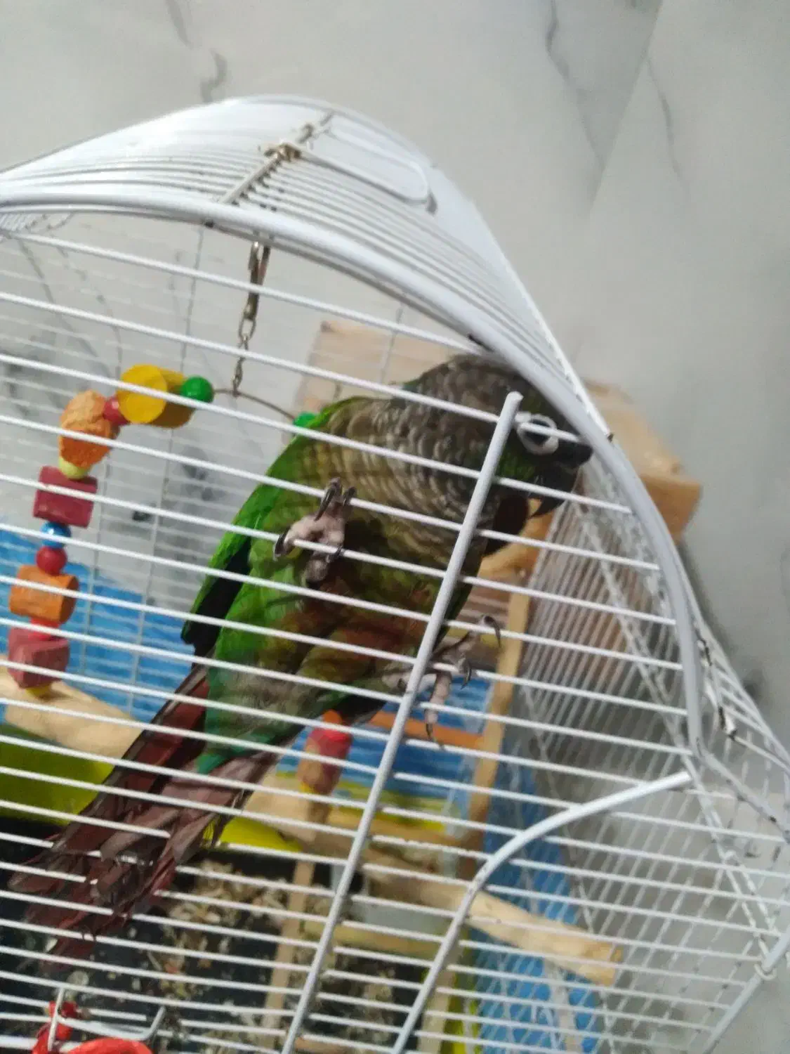 یک عدد گرینچیگ نر|پرنده|رضوانشهر, |دیوار