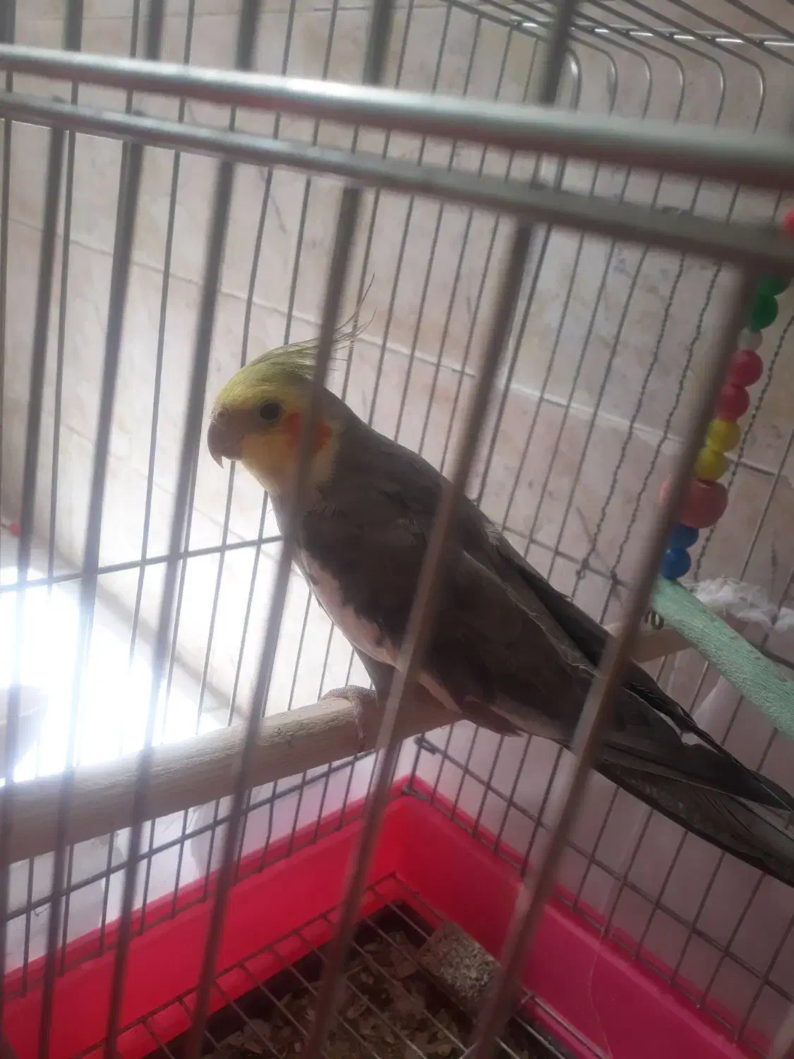 عروس هلندی|پرنده|کرمانشاه, |دیوار