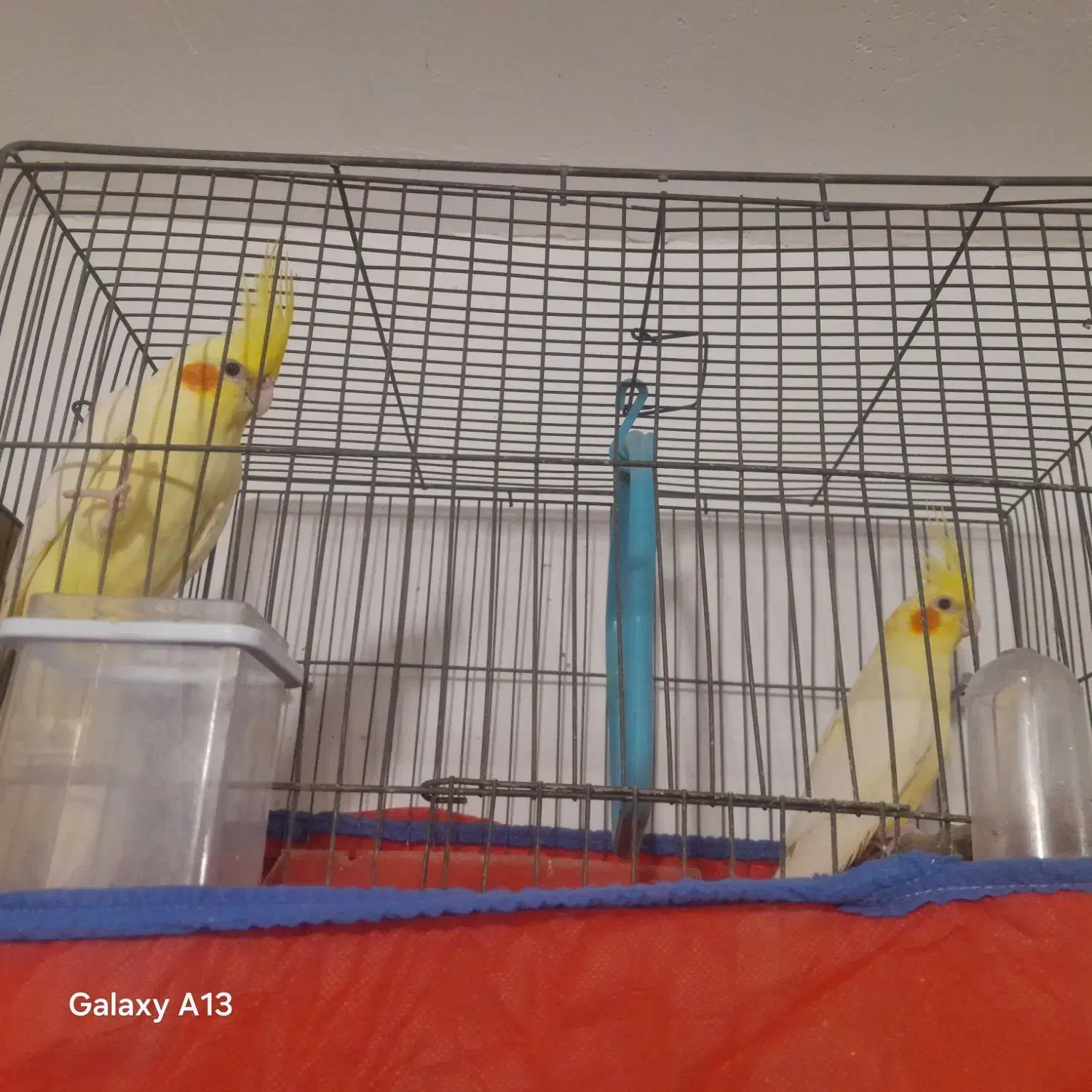 مولد عروس|پرنده|علیآباد کتول, |دیوار