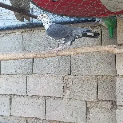 نر  کشکی|پرنده|درمیان, |دیوار