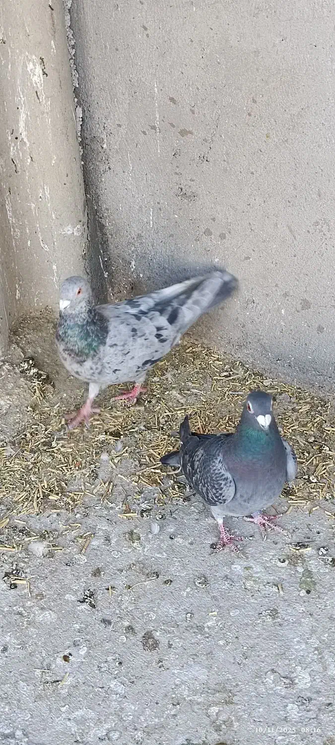 کفتر سار موشی پر خال، آلمانی|پرنده|مشهد, شهرک مهرگان|دیوار