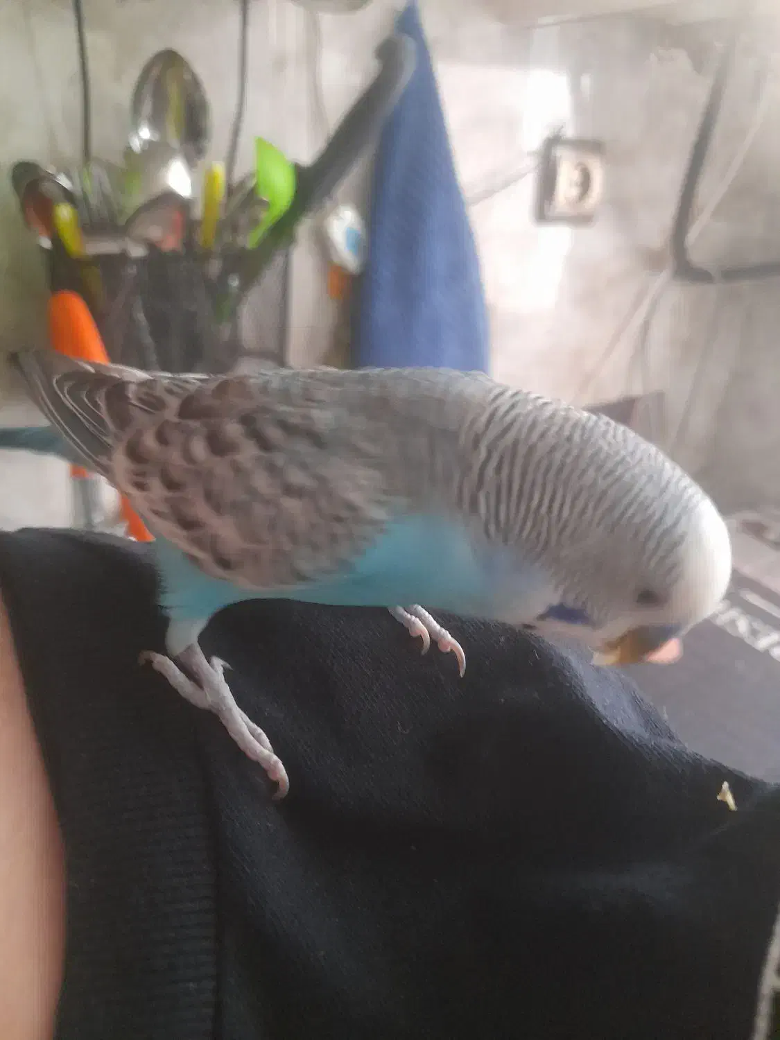 مرغ‌عشق‌اروپایی‌‌‌سخن‌گو|پرنده|ملارد, |دیوار