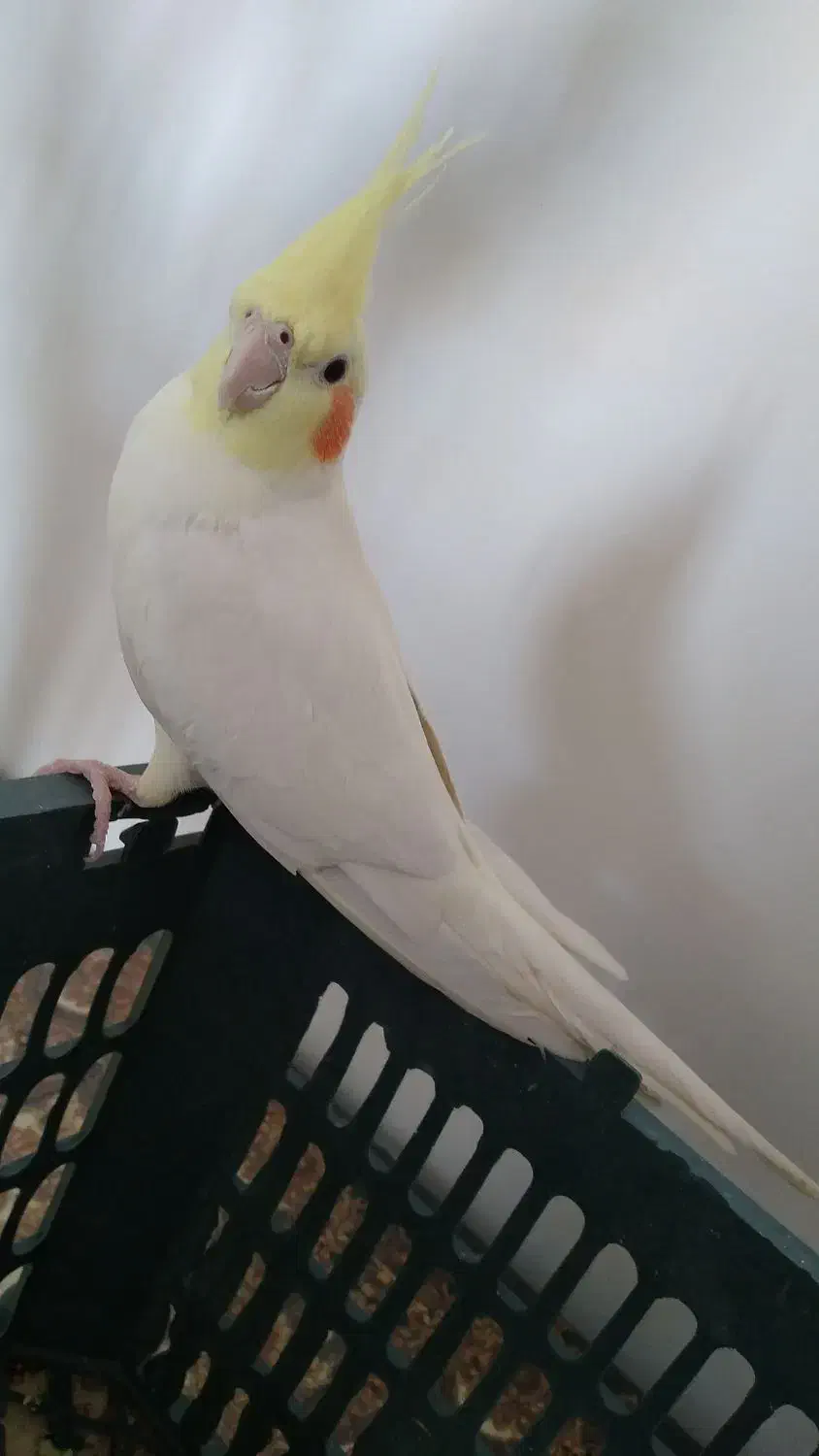 عروس هلندی|پرنده|اهر, |دیوار