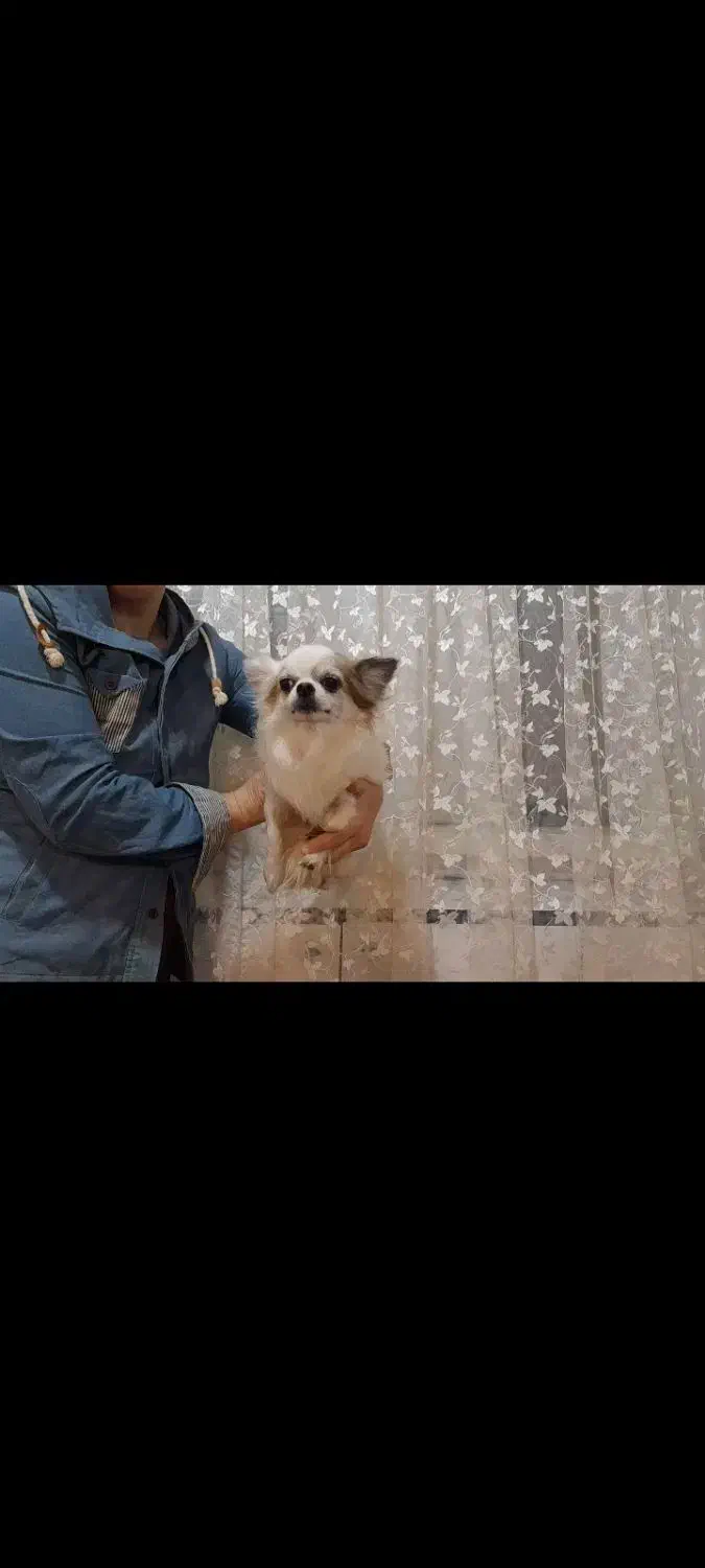 شیواوا شی هواهوا چیواوا شی واوا شیهواه فانتزی جیبی|سگ|تهران, زعفرانیه|دیوار