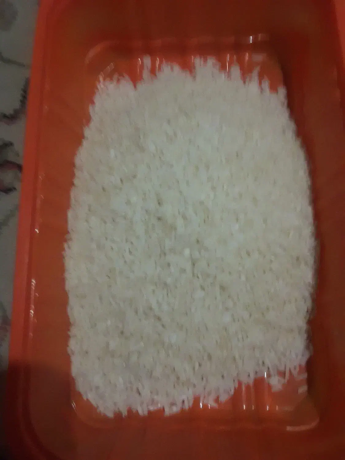 برنج طارم ۵۵۰کیلو|خوردنی و آشامیدنی|کوچصفهان, |دیوار