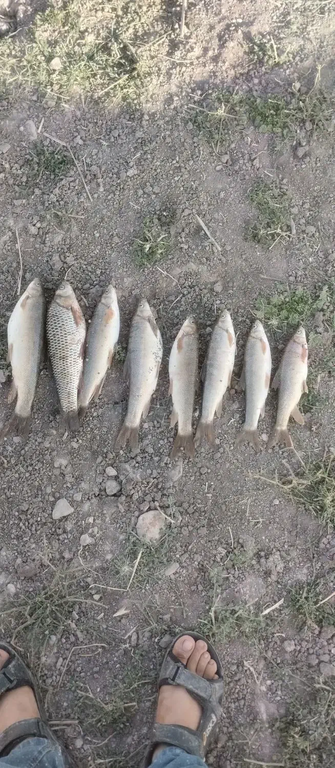 تور دامی ماهیگیری به همراه تیوب ده تن|ماهیگیری|کرمانشاه, |دیوار