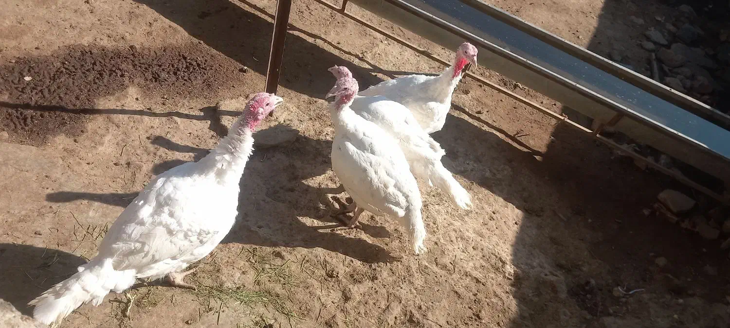 بوقلمون|حیوانات مزرعه|صحنه, |دیوار