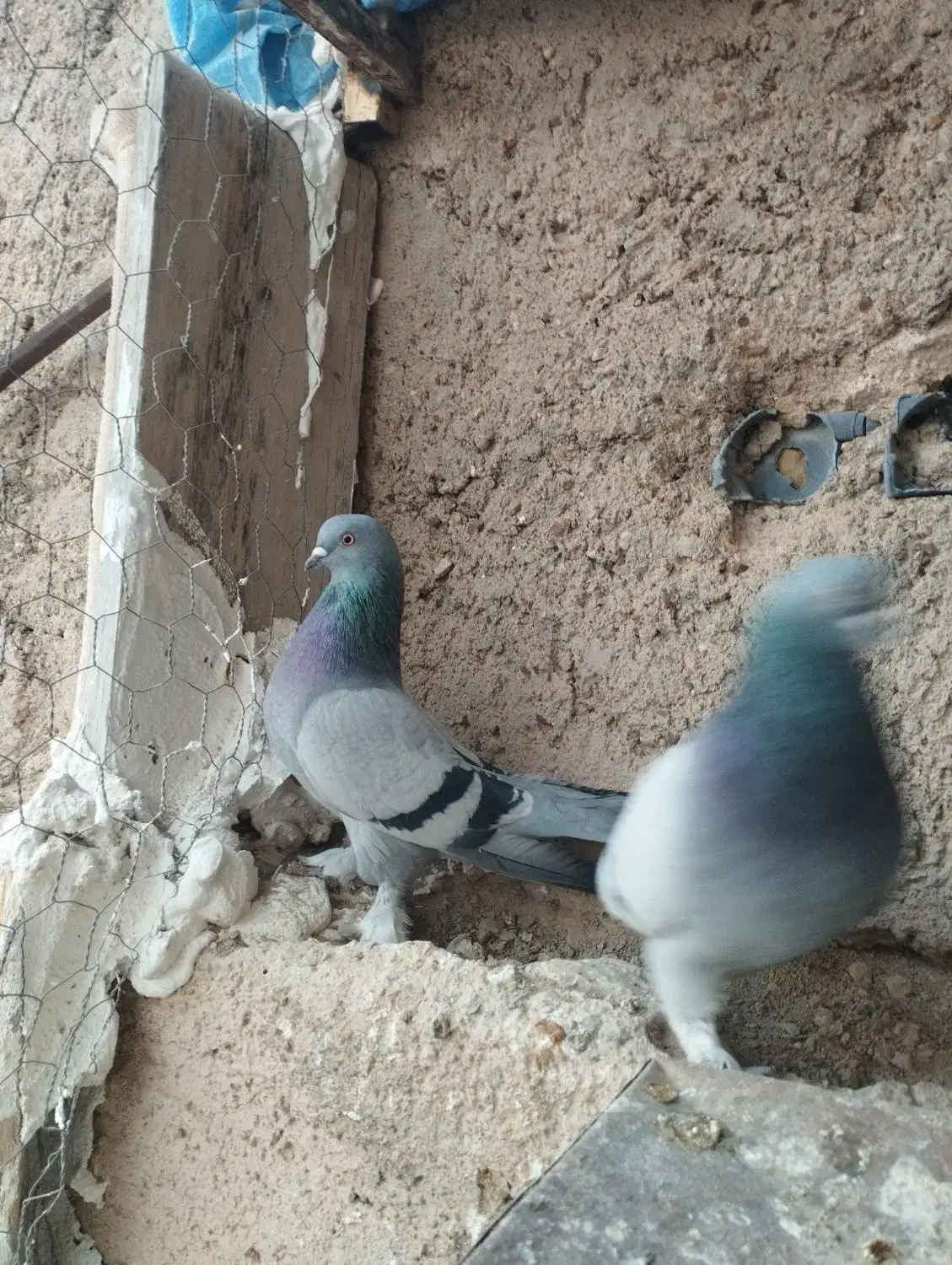 سبز هل پادر بزن|پرنده|مرودشت, ثبت احوال|دیوار