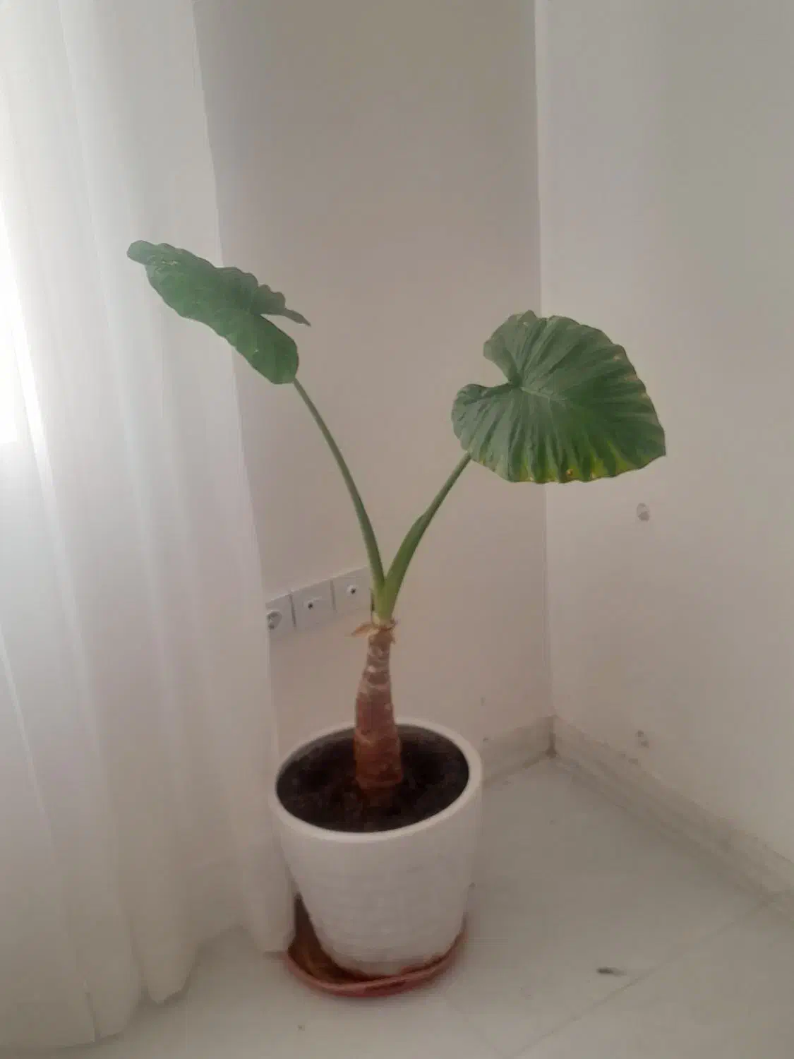 گل بابا آدم با گلدان|گل و گیاه طبیعی|الوند, |دیوار