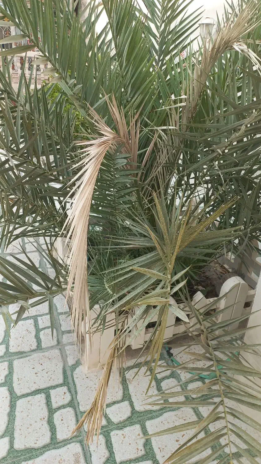 کمکی داربست بند|استخدام صنعتی، فنی، مهندسی|بندر کنگان, |دیوار