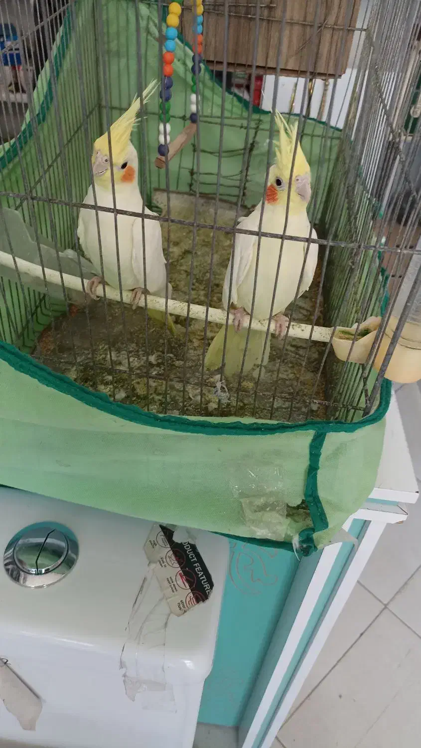 سلام جفت عروس هلندی ب  فروش می‌رسد|پرنده|سلامی, |دیوار