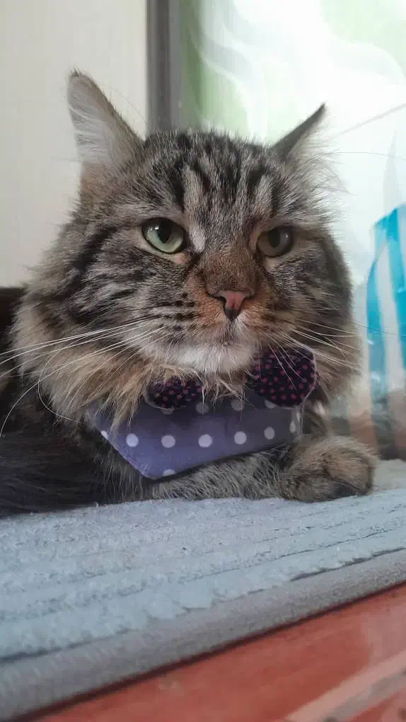 گربه گم شده|حیوانات|ارومیه, |دیوار