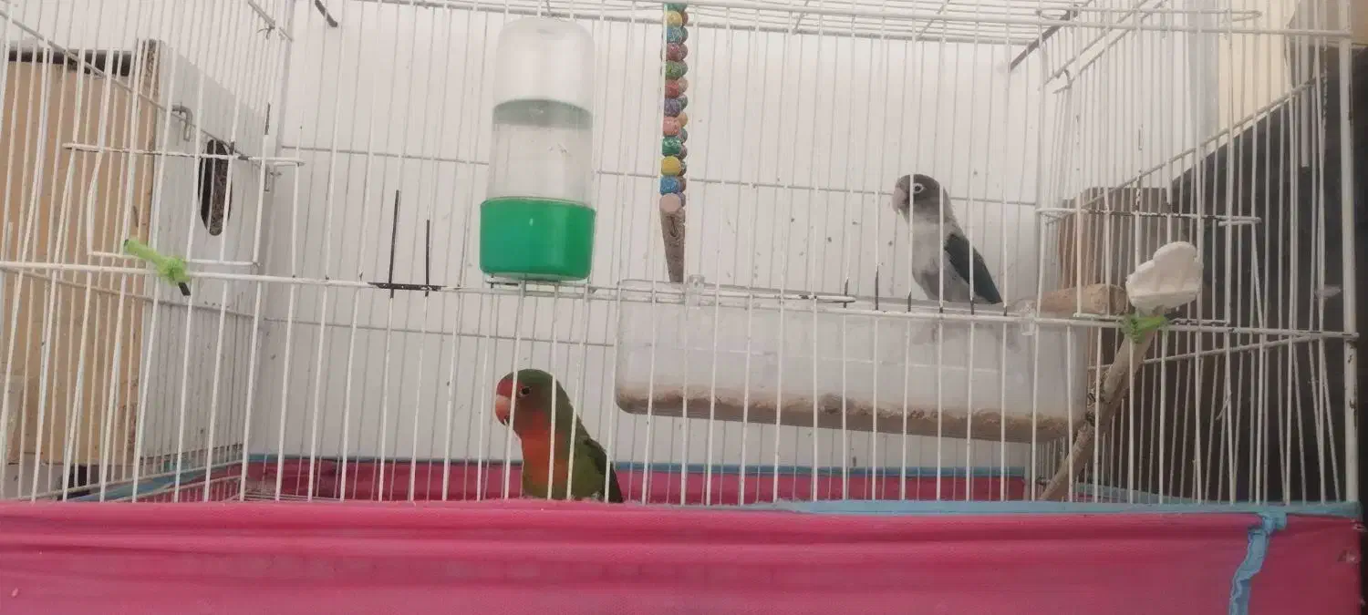 یک جفت کوتوله سالم و سرحال|پرنده|بردسکن, |دیوار