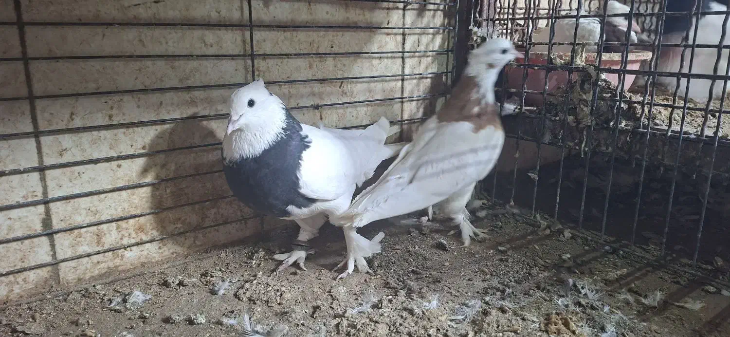 طوقی|پرنده|اشکذر, |دیوار