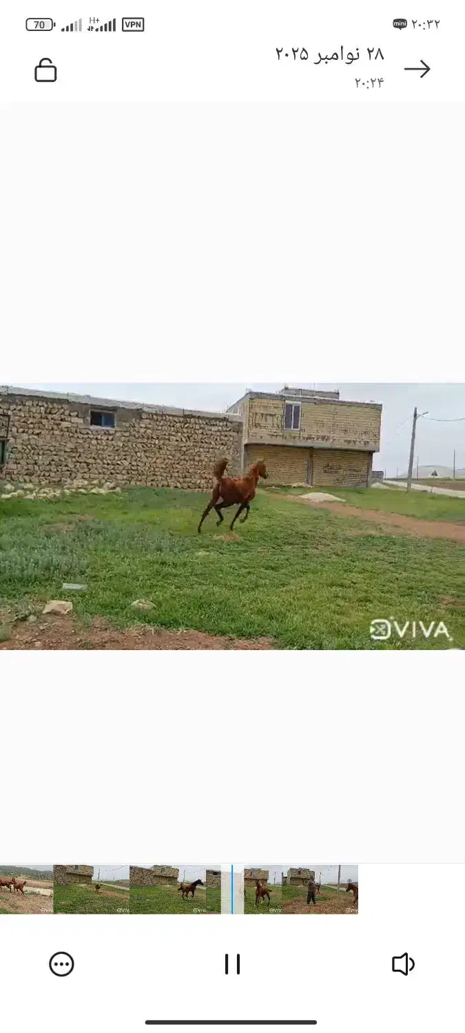 اسب کره مادیان فروشی کره طوفان خدادادی|اسب و تجهیزات اسبسواری|اسلامآباد غرب, |دیوار