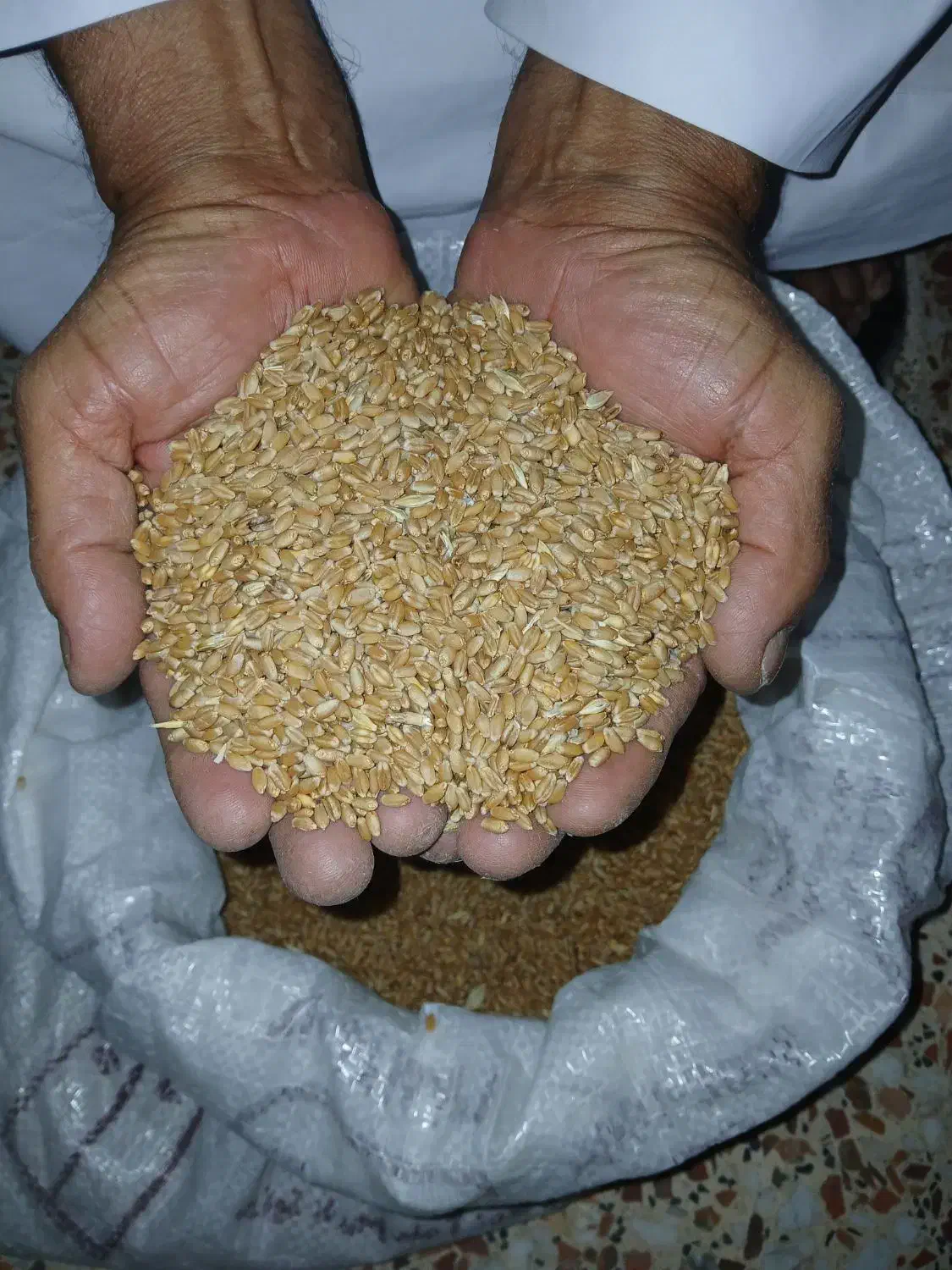 گندم|عمدهفروشی|باوی, |دیوار