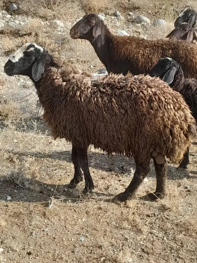 بره نرداشتی|حیوانات مزرعه|تاکستان, |دیوار