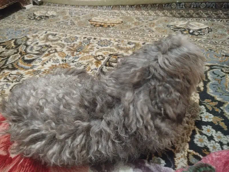 سگ پشمالو با ادب و تمیز|سگ|بندر ماهشهر, |دیوار