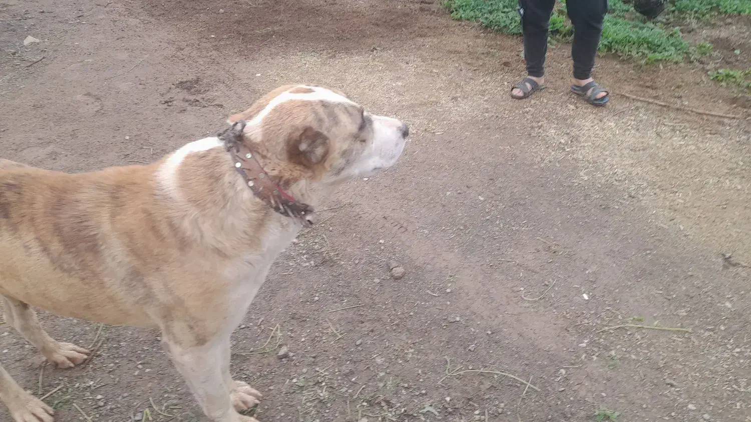 سگ گله|سگ|رضویه, |دیوار