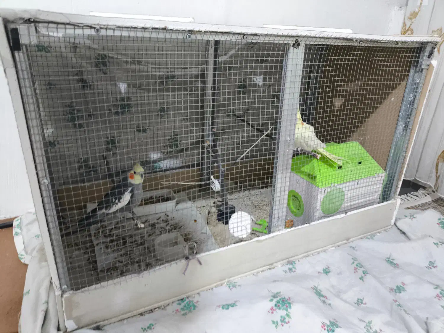 قفس پرنده|لوازم جانبی حیوانات|نقده, |دیوار