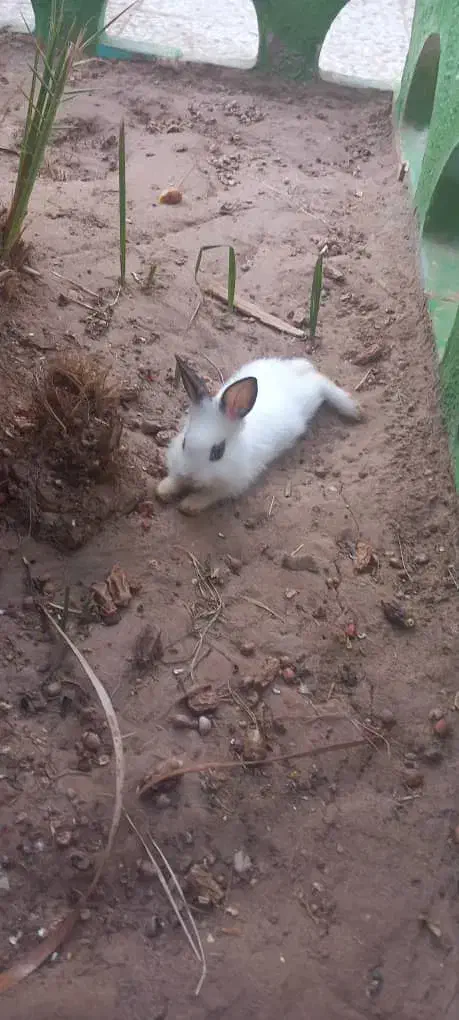 خرگوش لوپ وساده|موش و خرگوش|رفسنجان, |دیوار