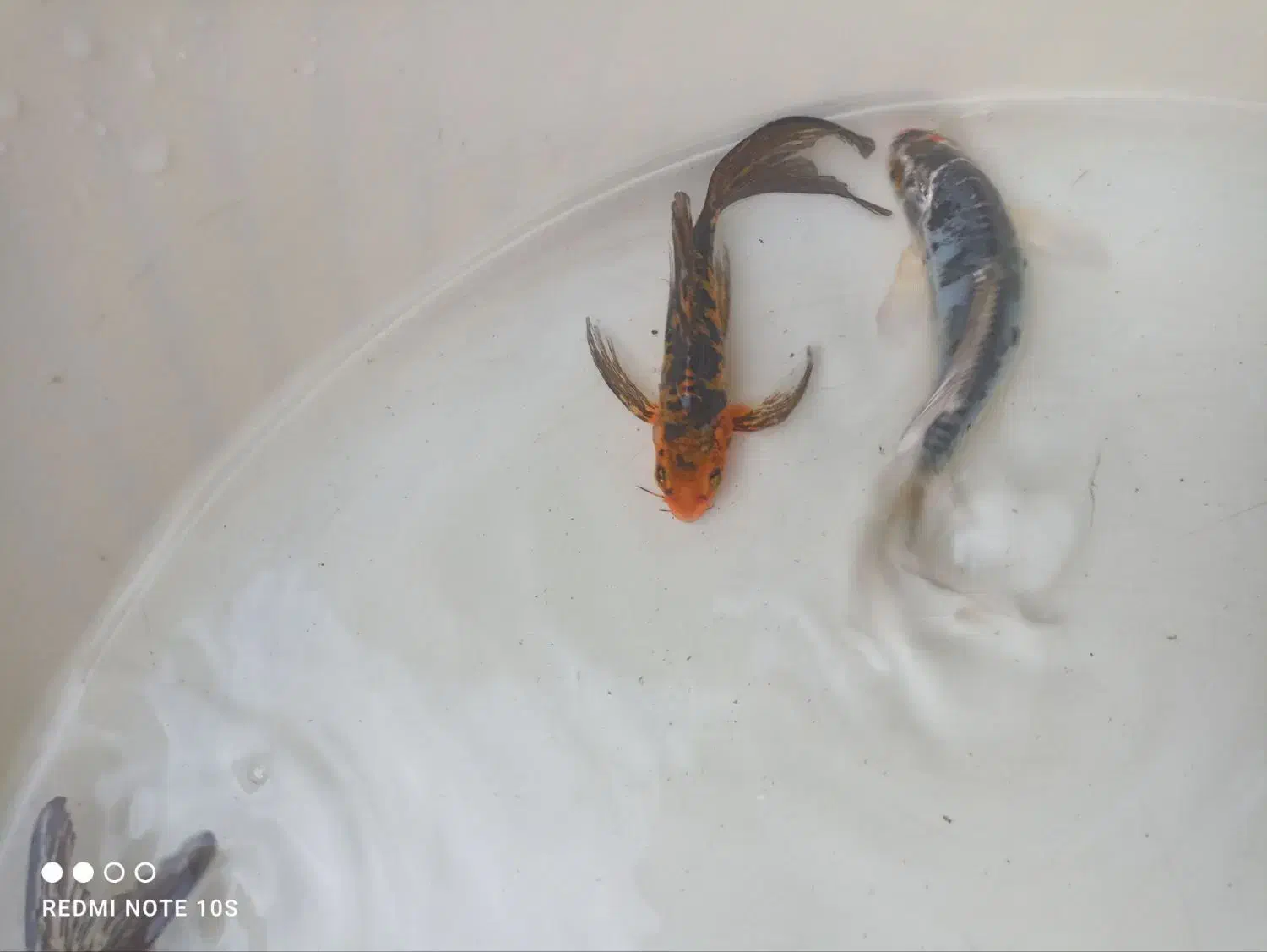 ماهی قرمز،گلدفیش،کوی|ماهی|خان ببین, |دیوار