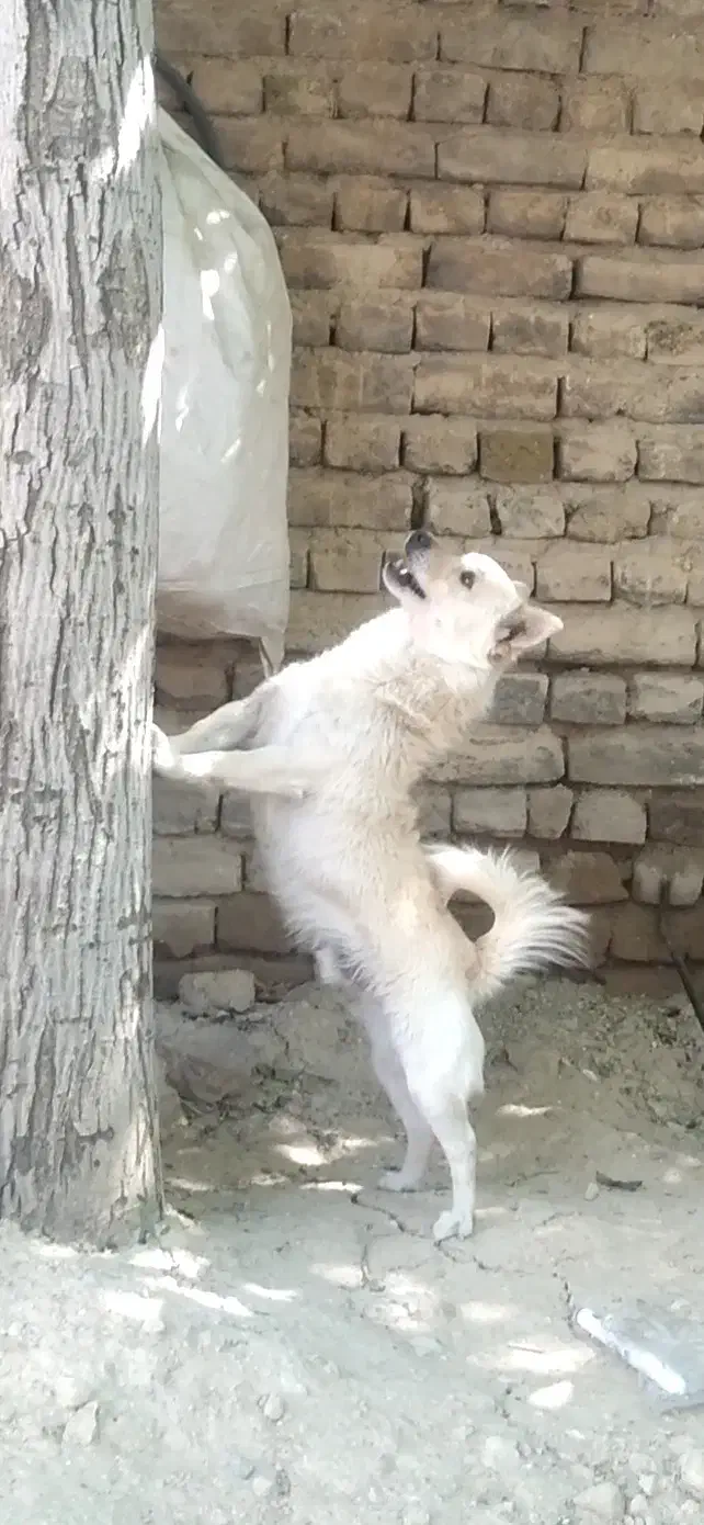 سگ گمشده|سگ|نهاوند, |دیوار