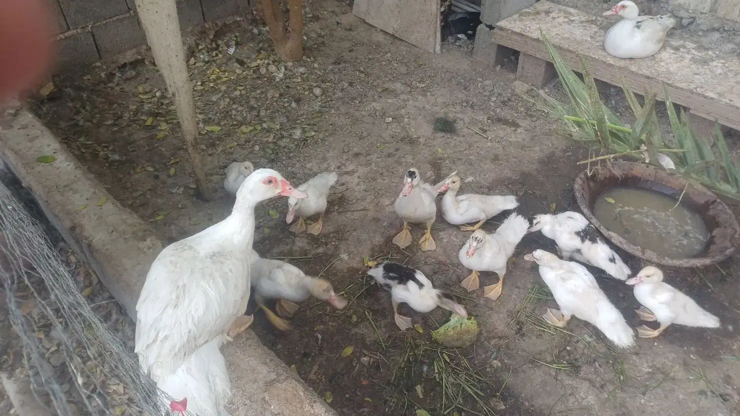 جوجه سیکا ۴۵ روزه و ۷ روزه|حیوانات مزرعه|برازجان, |دیوار