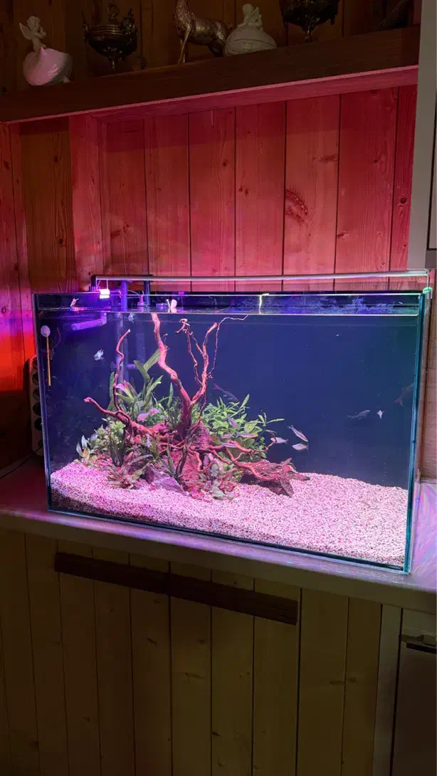 شیشه آکواریوم ریملس|ماهی|رشت, نامجو|دیوار